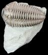 Large, Flexicalymene Trilobite - Ohio #55397-2